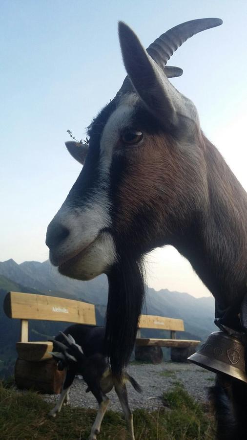 Bergdohle Apartman Adelboden Kültér fotó
